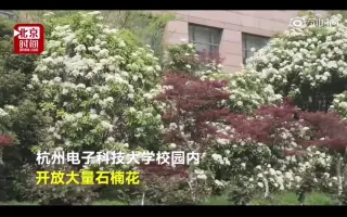 石楠花 搜索结果 哔哩哔哩 Bilibili