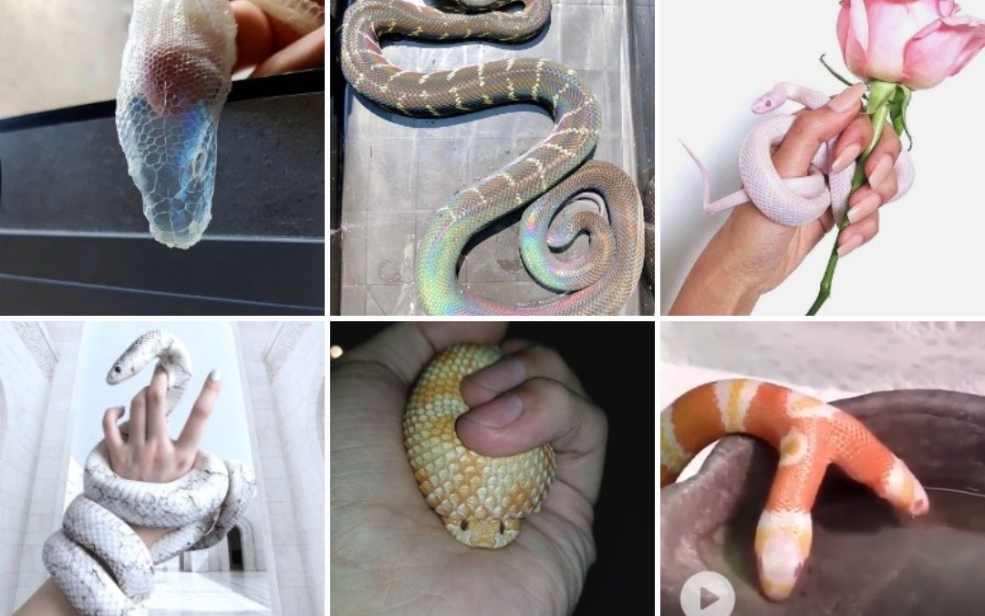 idol站79爬宠圈视频图合集蛇为主蛇宝宝双头蛇萌