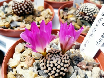 最可爱的仙人球松针牡丹