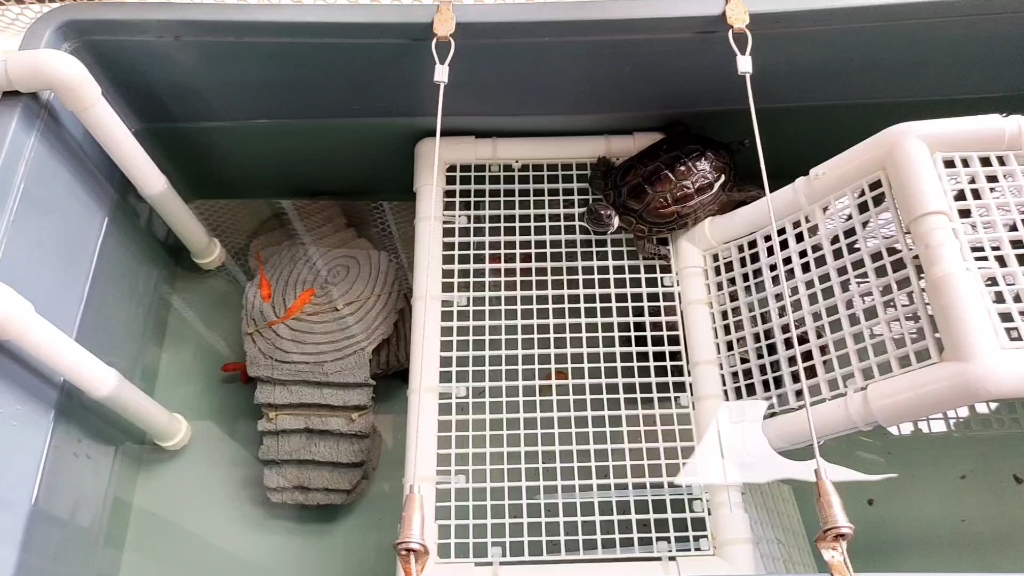 自制龟缸,乌龟共养,25条鱼,一个月后还剩7条