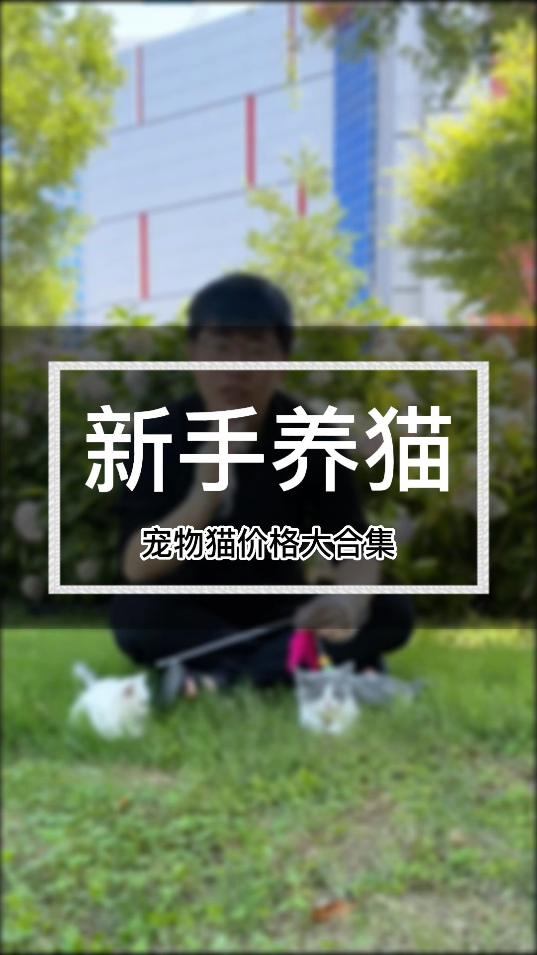 猫多少钱一只(A084)哔哩哔哩bilibili