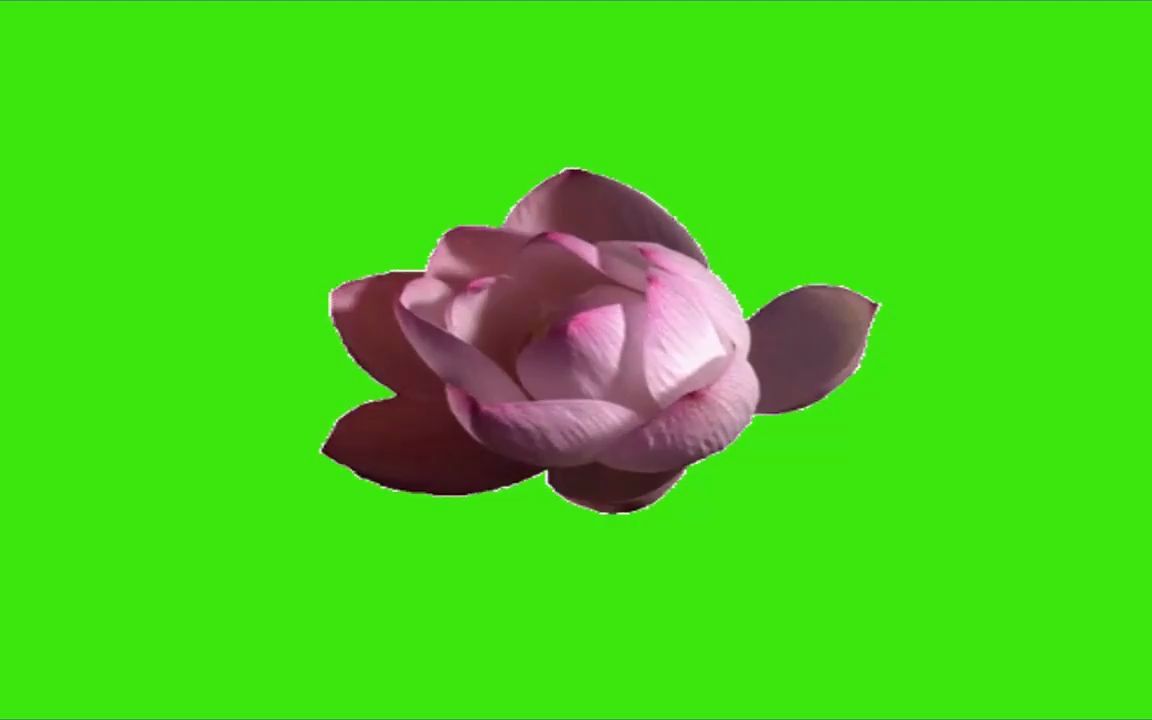 绿幕视频素材开花_哔哩哔哩_bilibili