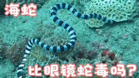 海蛇比眼镜蛇毒吗 哔哩哔哩