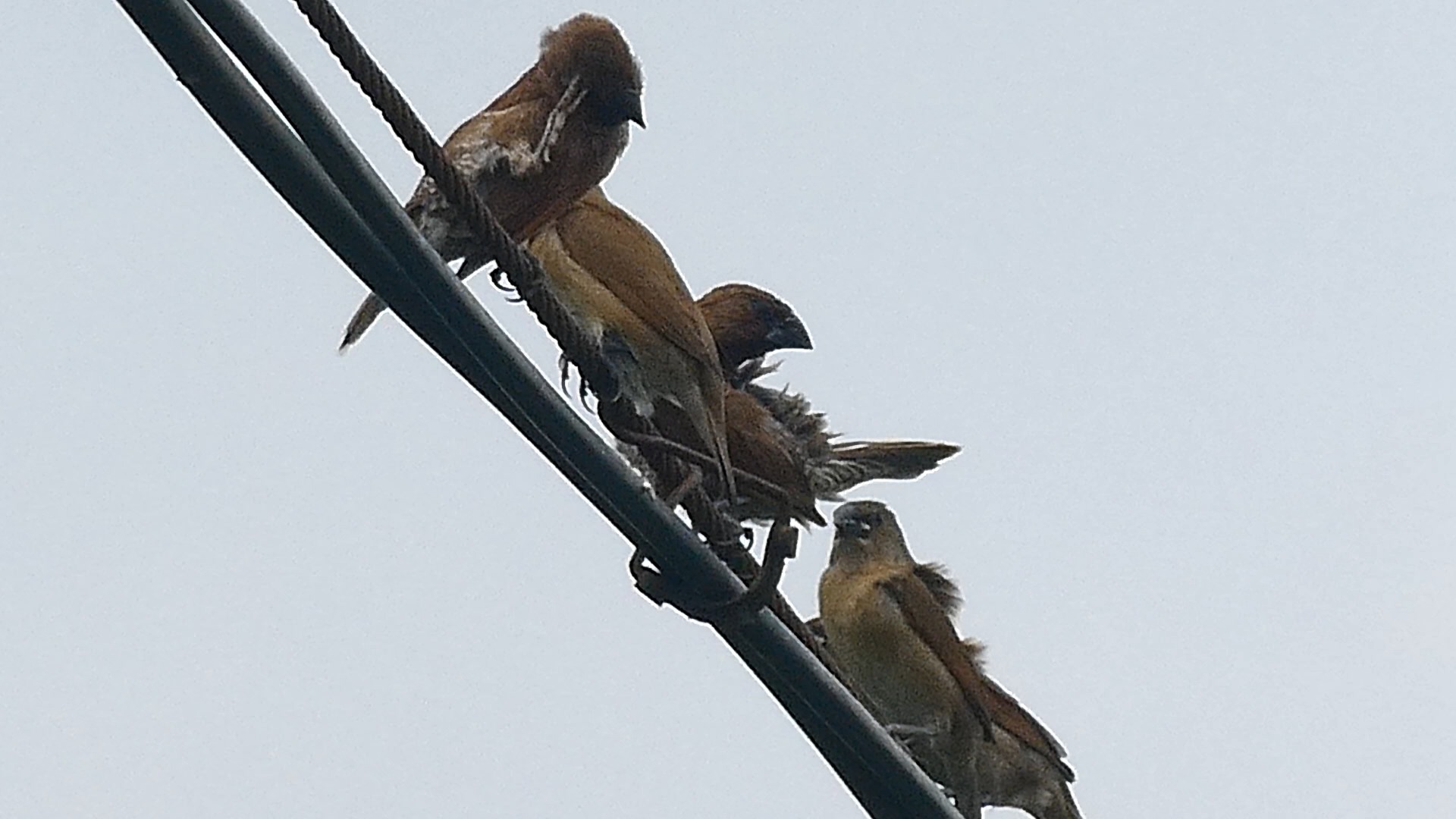 斑纹鸟一家,成鸟和幼鸟!