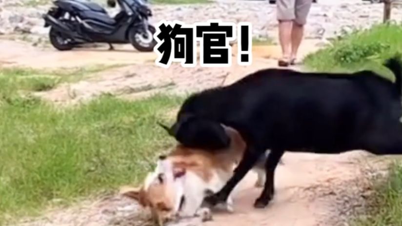 【动物配音】就特么你叫牧羊犬啊哔哩哔哩bilibili