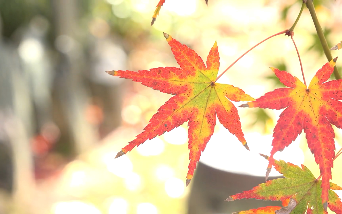 4kautumnleaves京都红叶2016112425