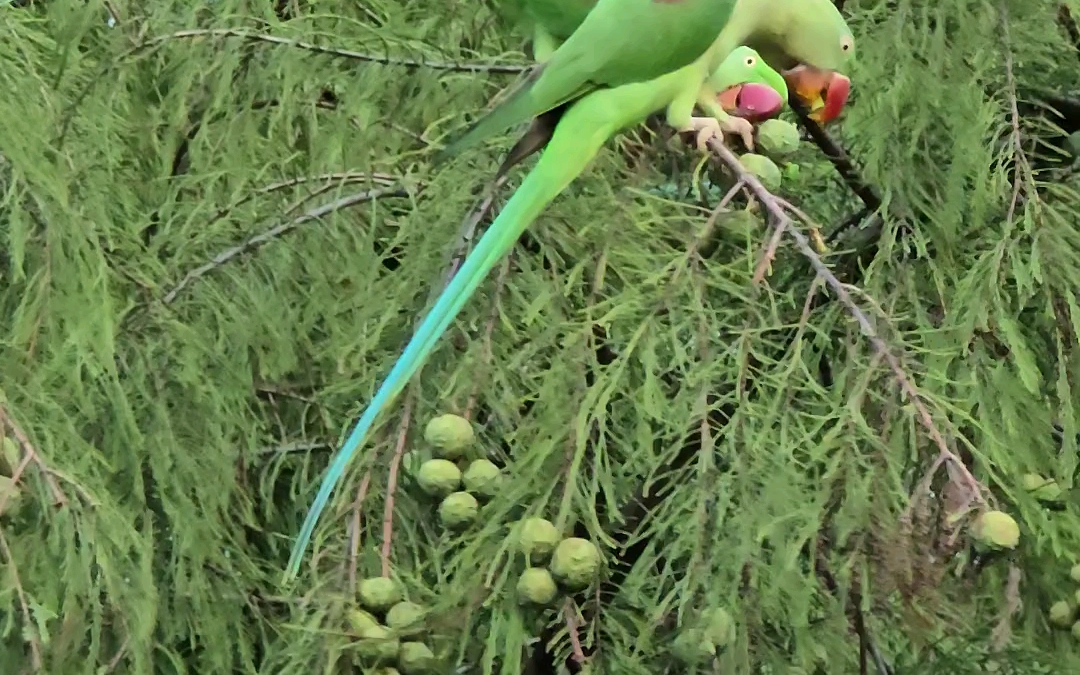 广州流花湖公园的网红亚历山大鹦鹉00