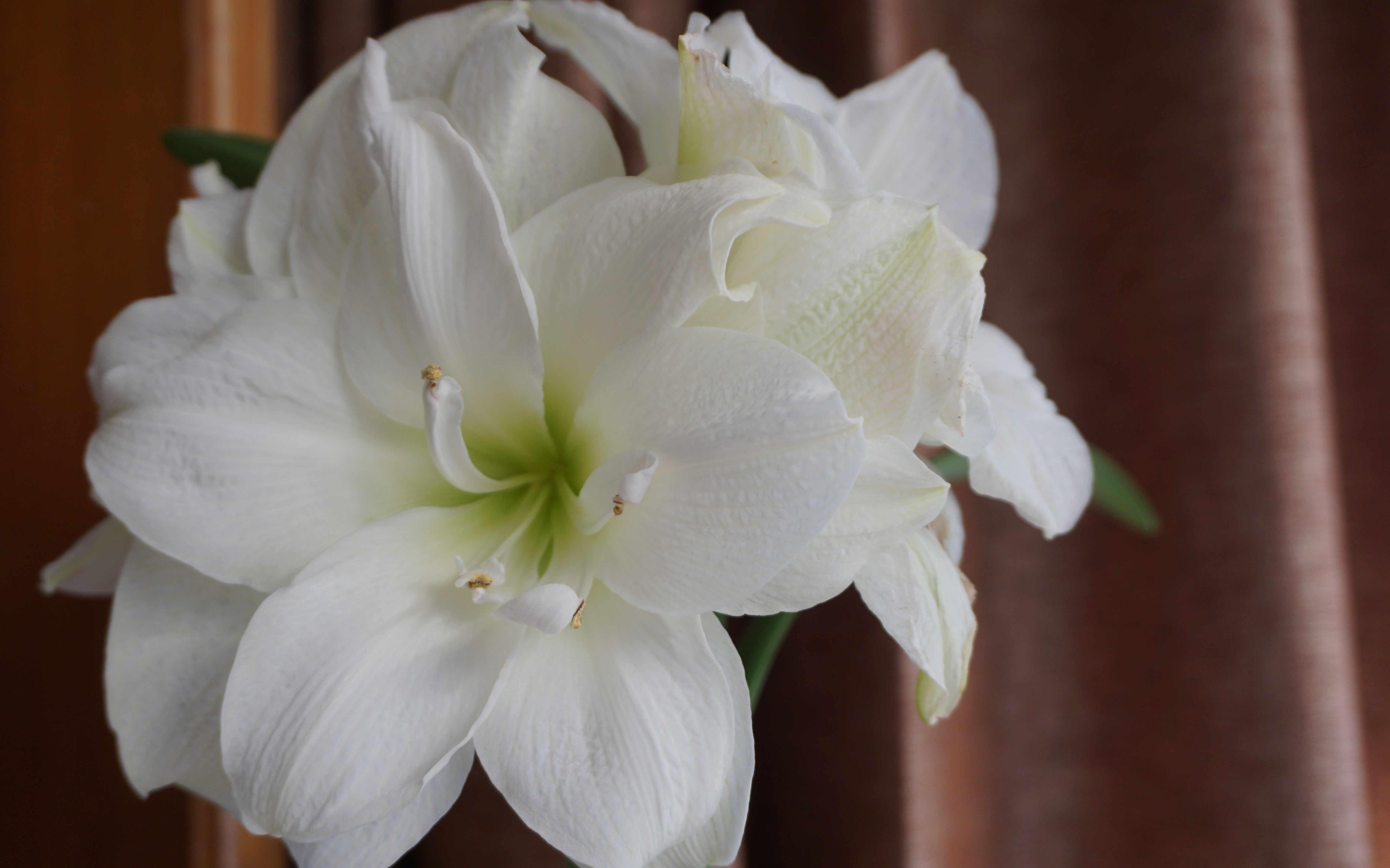 冬日花园 | 小阳台里的生机 | 朱顶红 枫树 络新妇 鸢尾 香水百合