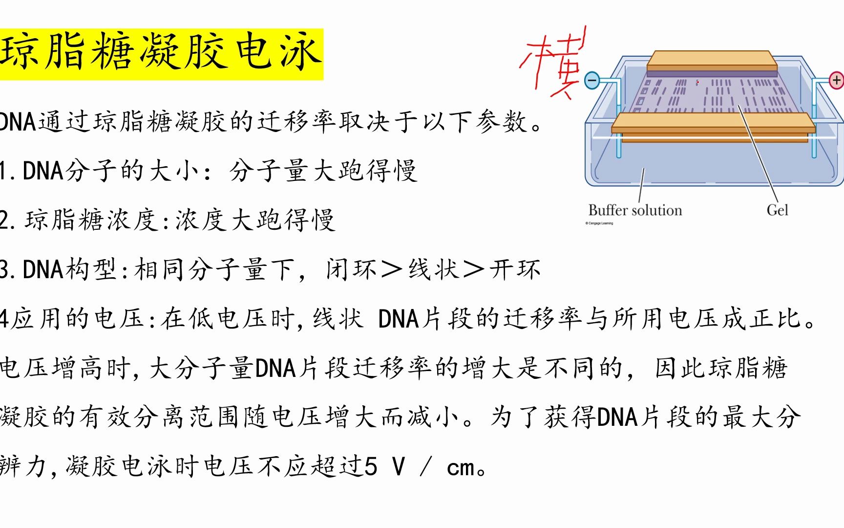 【生化试验技术】(7)琼脂糖凝胶电泳哔哩哔哩bilibili