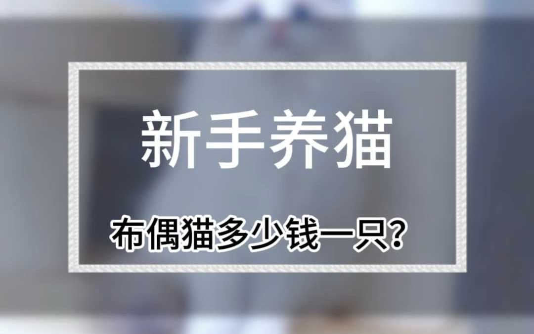 布偶猫多少钱一只?哔哩哔哩bilibili