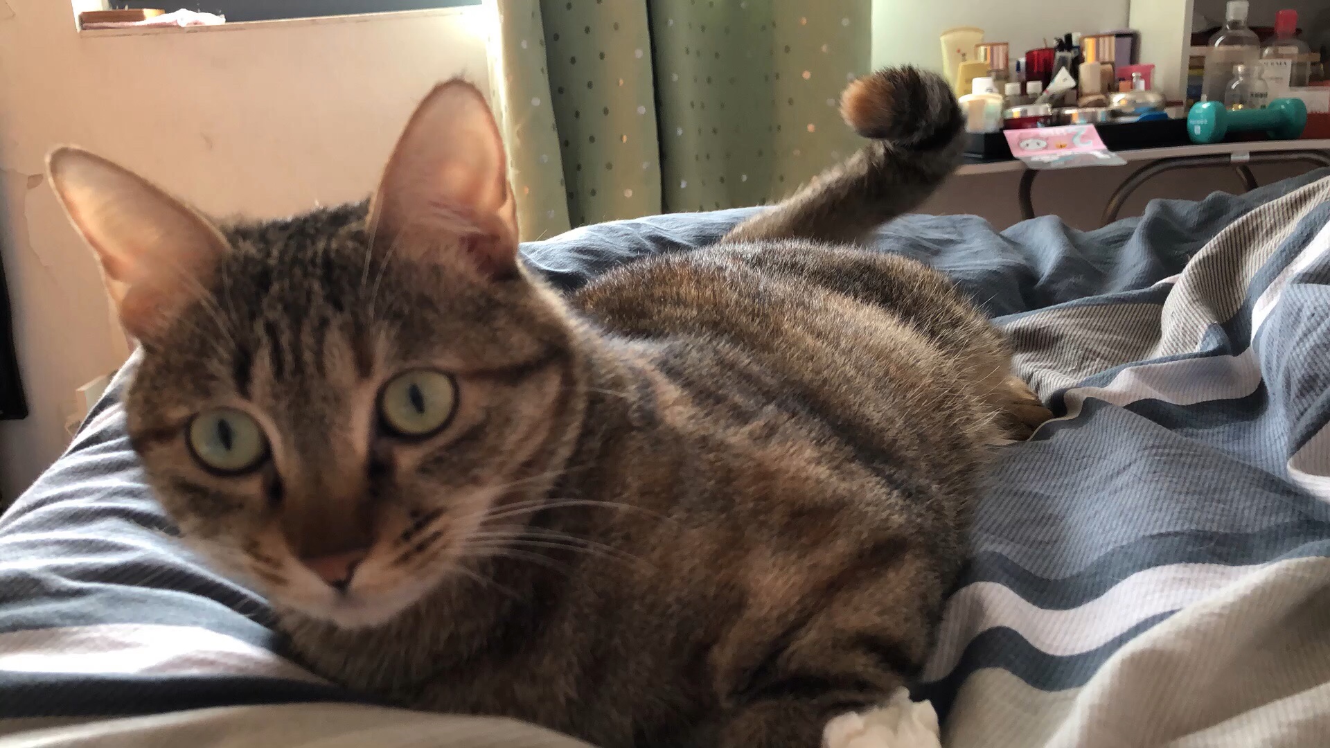 日常田园猫 奇猪1