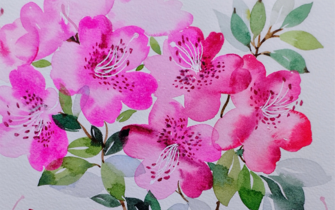 水彩杜鹃花 开的太绚烂了