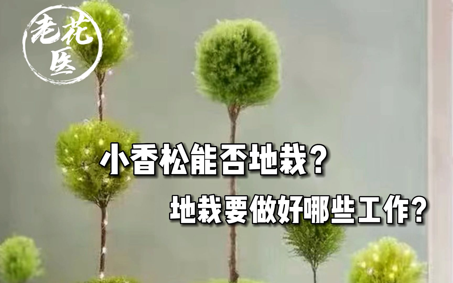 小香松能否地栽?地栽要做好哪些工作?哔哩哔哩bilibili