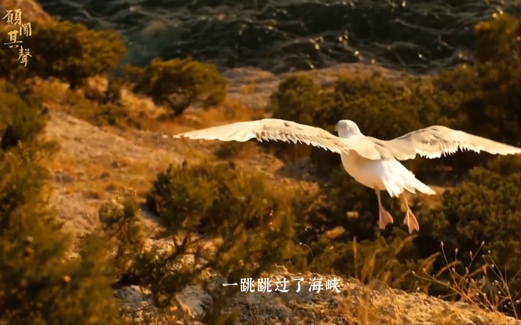 [图]声动人心|赵琳胜哥-流沙河《就是那一只蟋蟀》