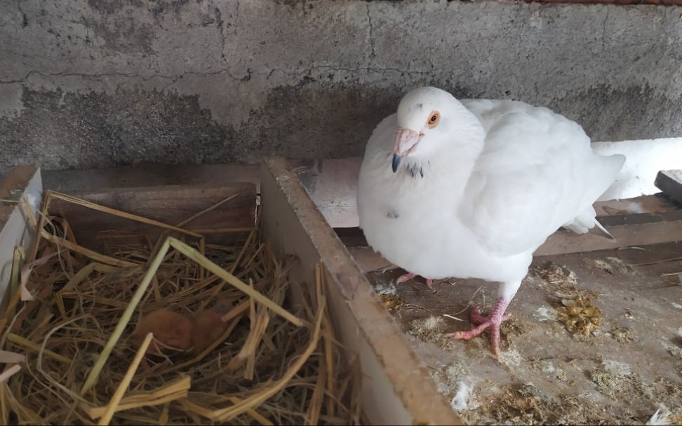 大鼻子鸽子幼鸽终于出壳了,奈何母性太差,6小时了也不喂,怎么办?