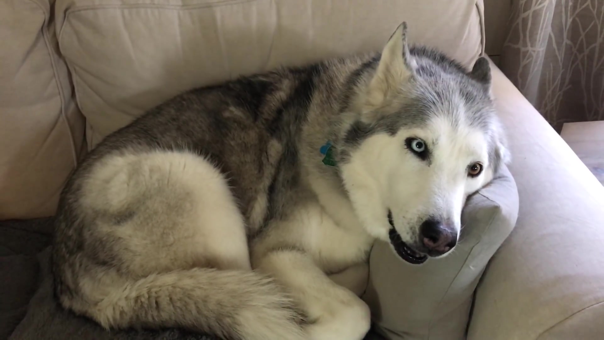 【哈士奇】孤独流成河,二哈唱情歌