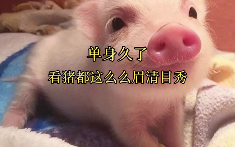 单身久了,看猪都这么清秀