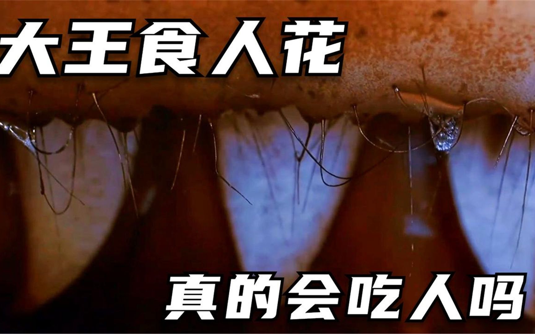 "吃人的"大王花,世界最大的花,却格外的臭!