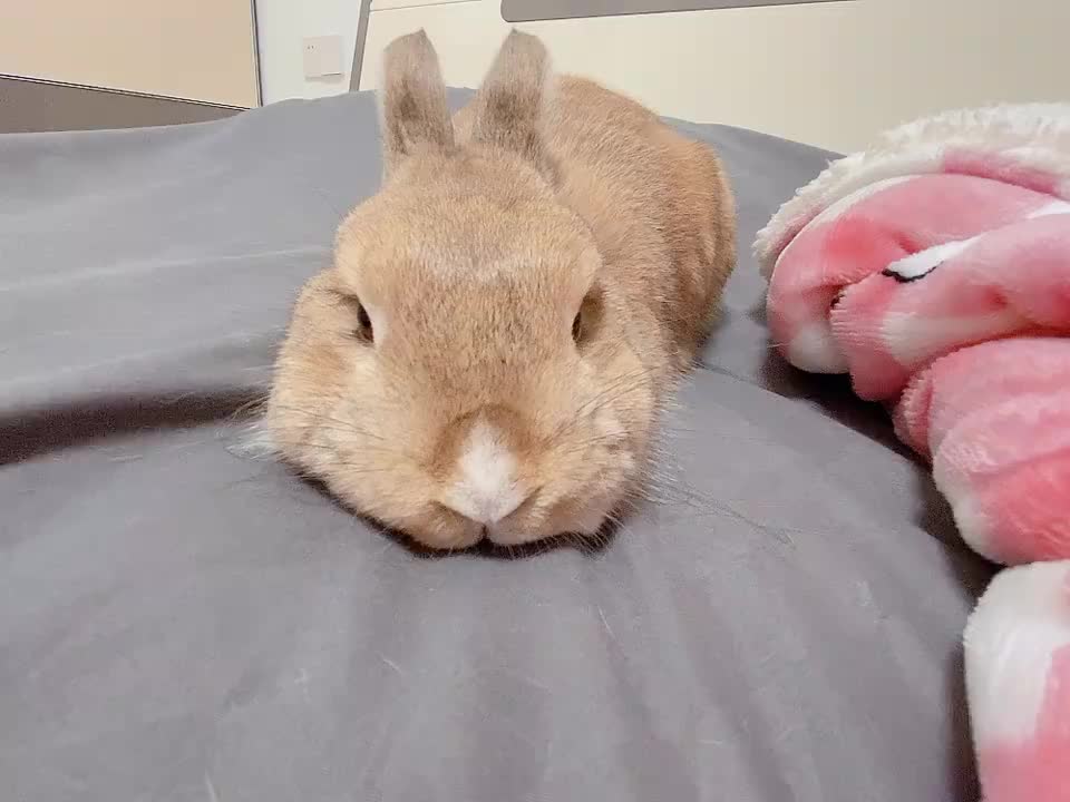 给大家看丑兔子