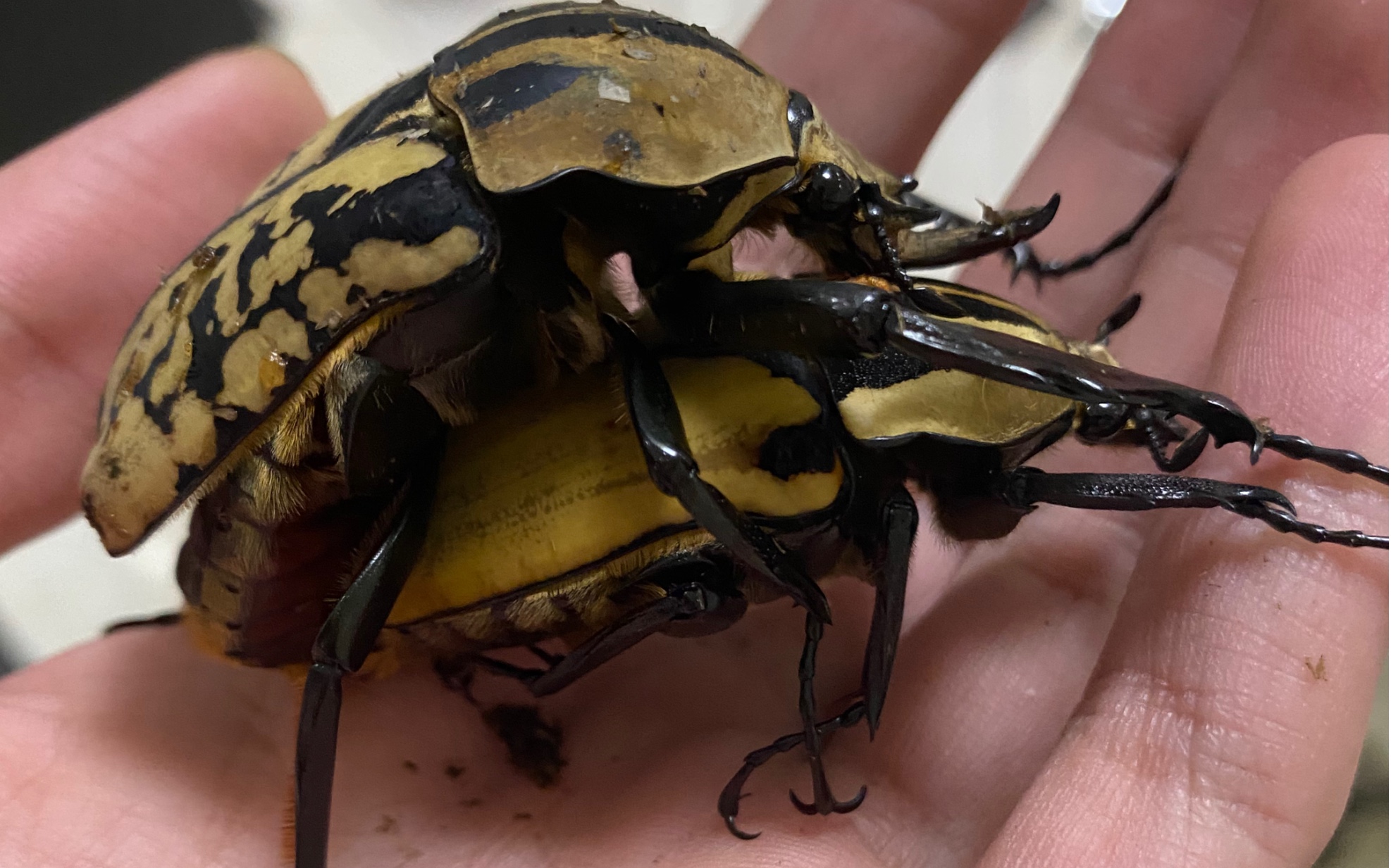 欧贝鲁花金龟进食kb