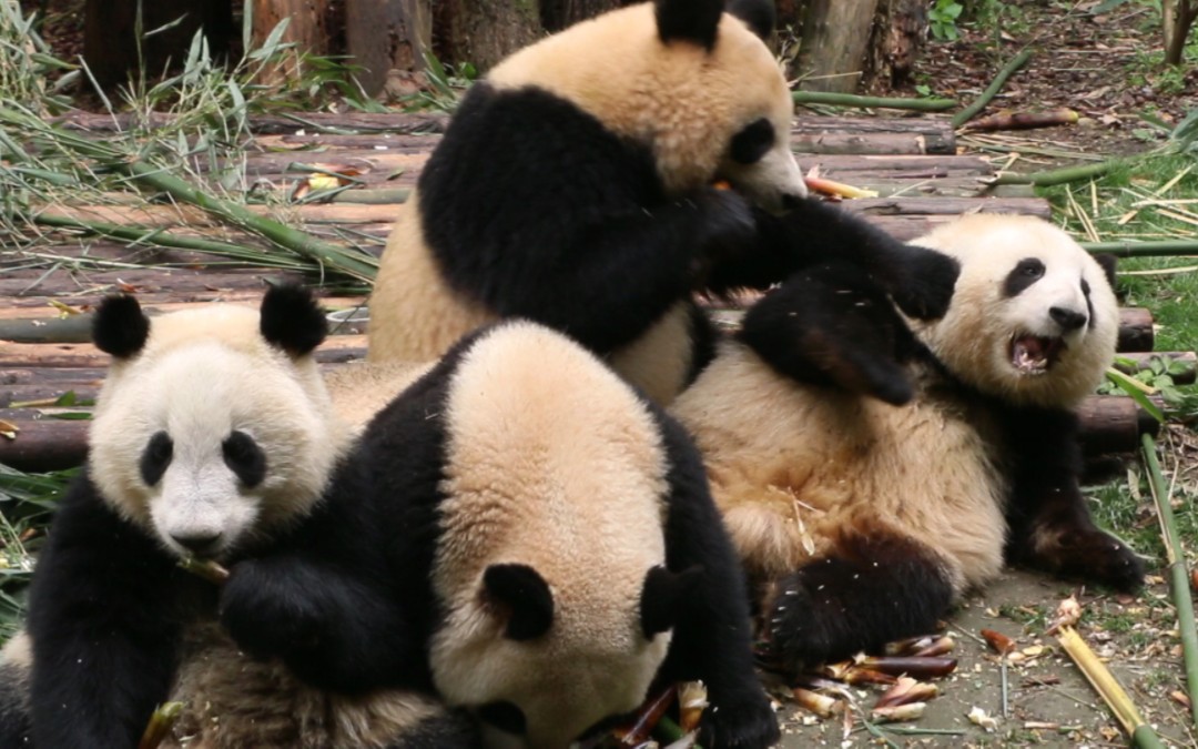 挑笋剥笋小妹儿熊猫花花,那些年被夺的笋