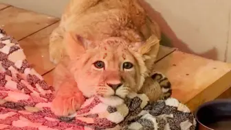 救助小狮子想念园长爸爸，委屈得缩成猫猫团