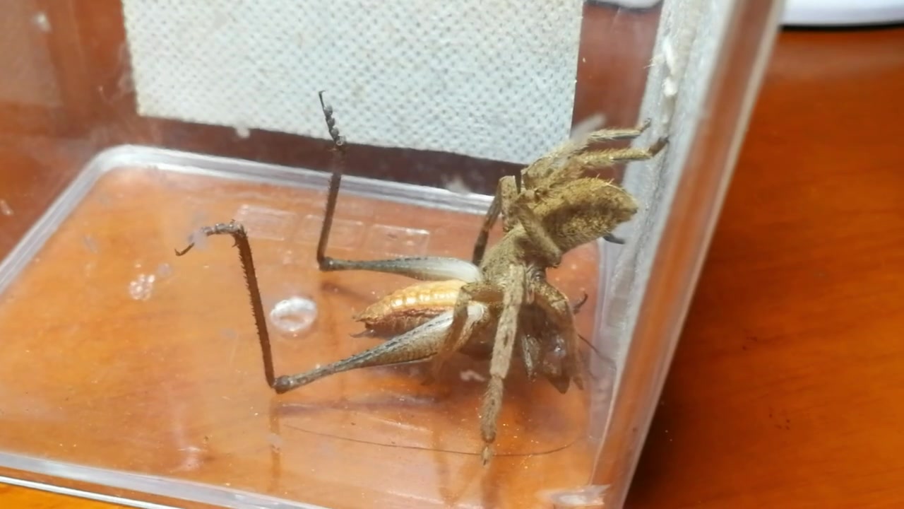 屏东猎人蛛vs寰螽