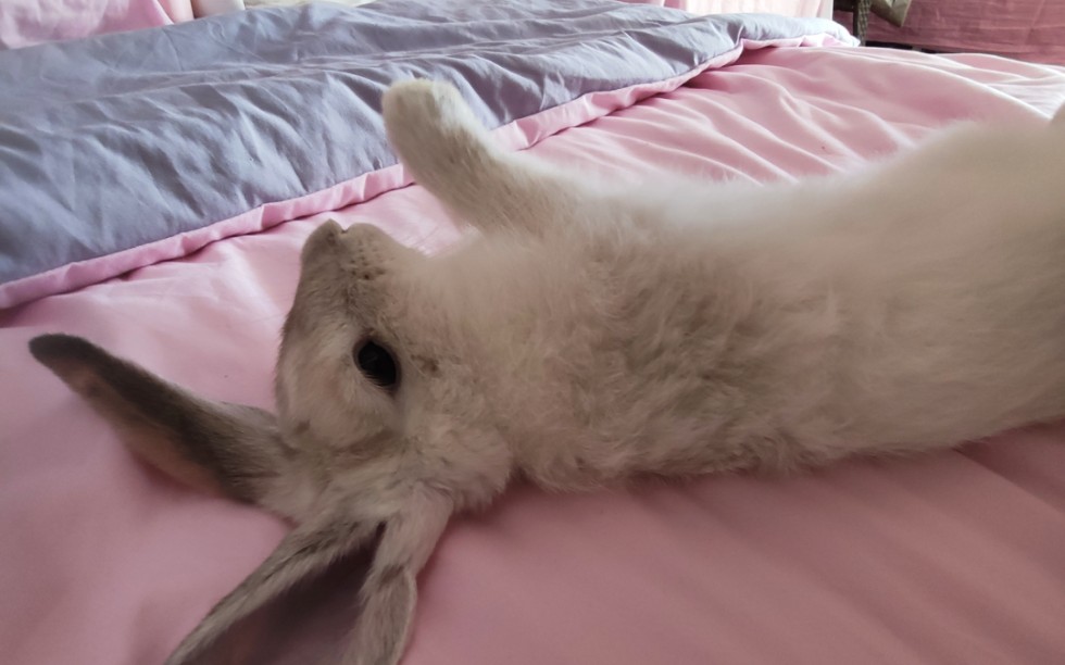 【家有兔鸡】我失去了摸摸_哔哩哔哩_bilibili