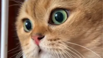 嘴替猫骂骂咧咧前发生了什么？波仔说话竟然是这样触发的！