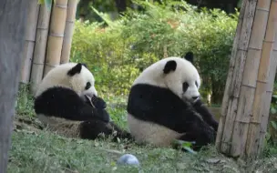 Скачать видео: 萌萌   萌兰