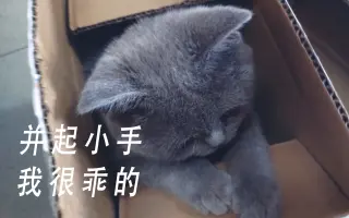 英短 搜索结果 哔哩哔哩 Bilibili