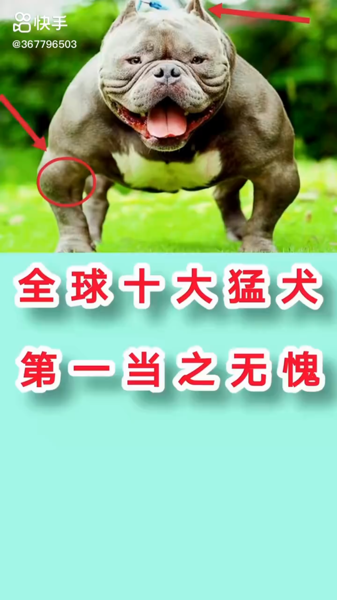 世界十大猛犬2.gougou.rjhcjju