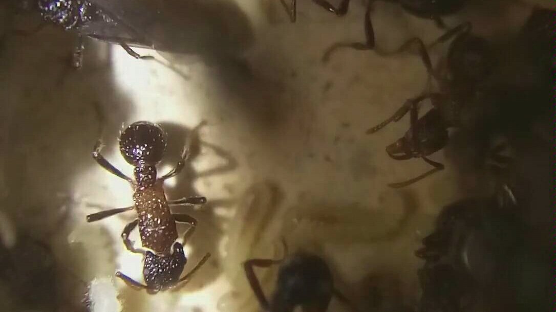 双色曲颊猛蚁野采