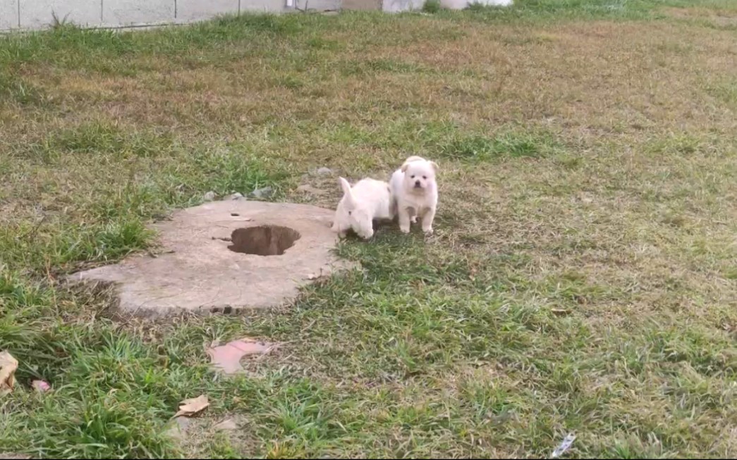 [图]树 洞 狗 狗妈妈也太会找地方了（河南师范大学宿舍楼前）