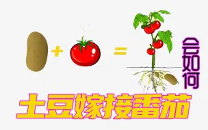 Descargar video: 如何在一棵树上既种土豆又种西红柿#种植的乐趣 #家庭种植