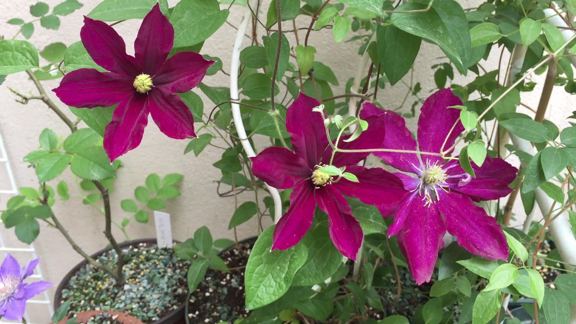 【楼底小花园】铁线莲玫瑰花园-颜色和质感都很浓厚啊,不错推荐