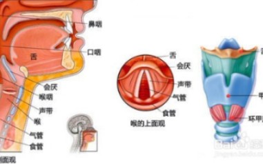 [图]重读教材《内科学》二-2.1急性上呼吸道感染