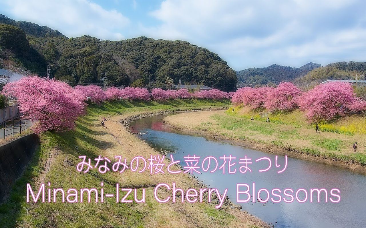 [图]【日本巡礼-22.静岡県】南伊豆 河津桜 菜の花まつり | Minami-Izu Cherry Blossoms & Canola Blossoms