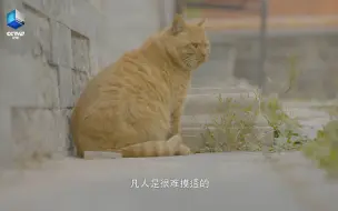 下载视频: 你有一个来自故宫的猫咪盲盒，待拆~