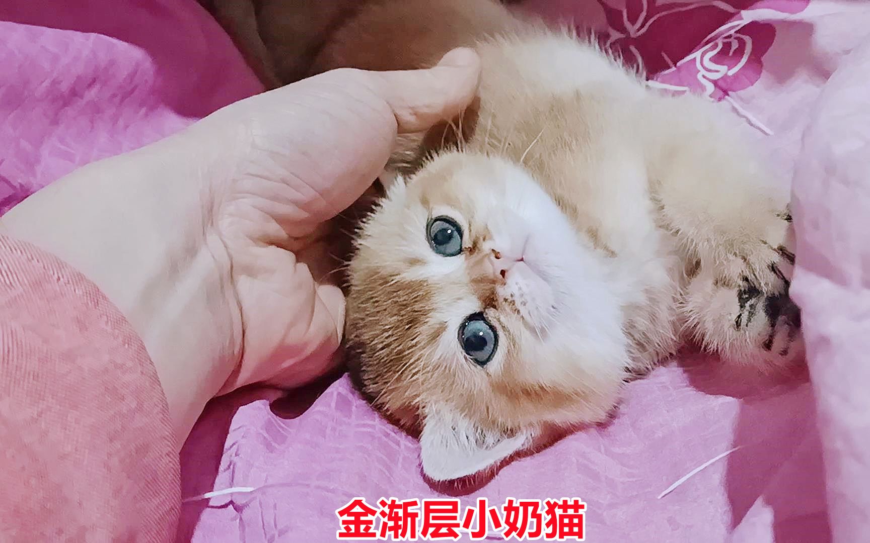 猫夫妻哎呦与偶像,和它们三胎五只猫宝,一家终于凑齐了,不容易哔哩哔哩bilibili