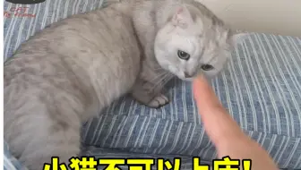 小猫不能上床！