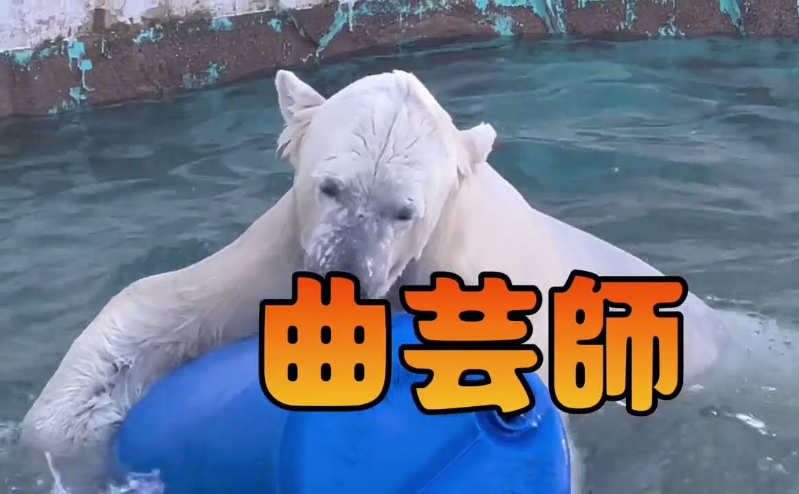 东山动植物园 玩桶的北极熊