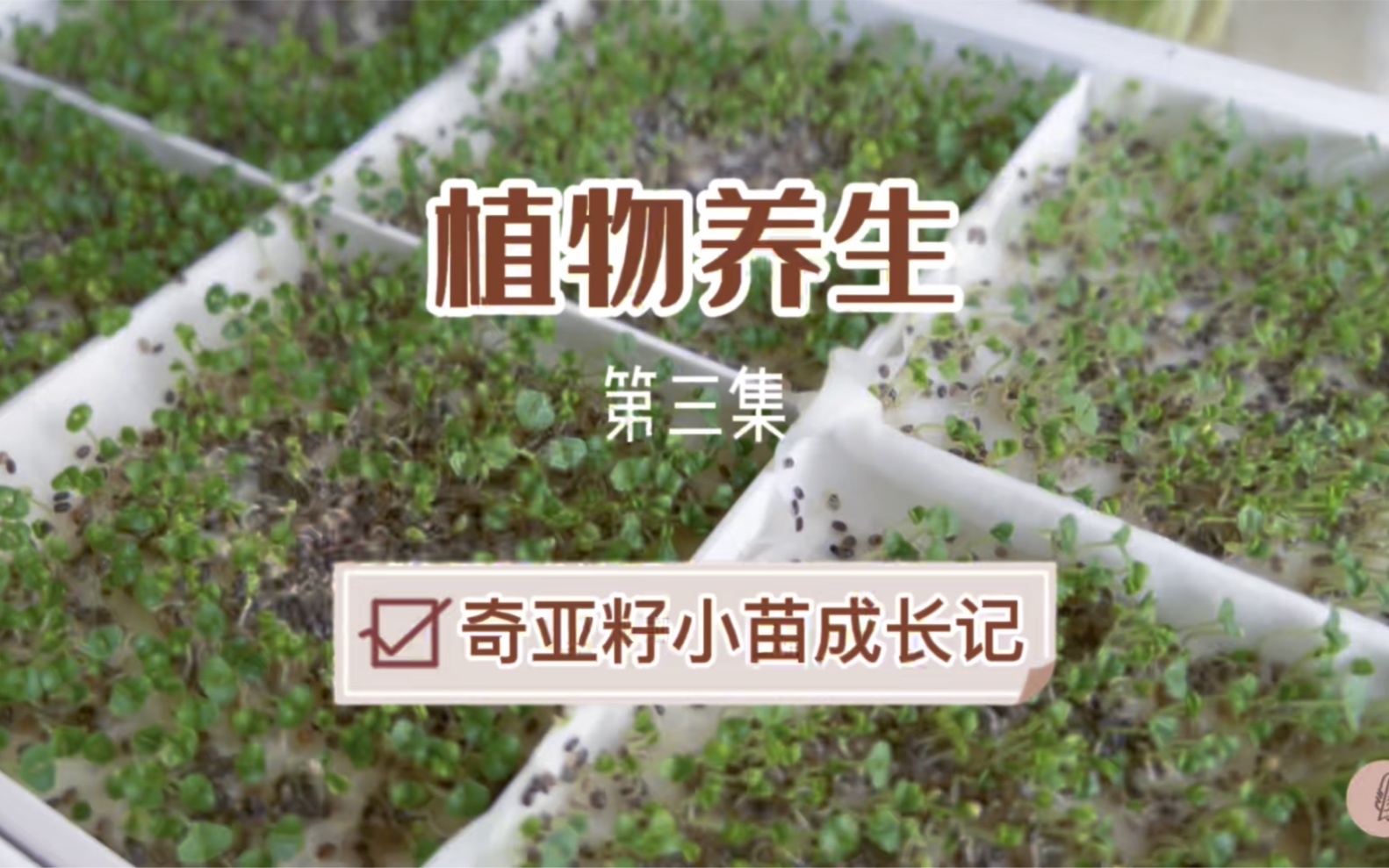 植物养生 第三集|奇亚籽小苗成长记哔哩哔哩bilibili