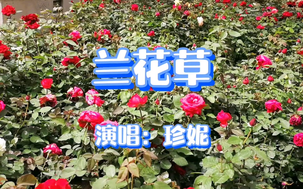 [图]听珍妮演唱刘文正经典歌曲《兰花草》探寻搬迁中的天津曹庄花市