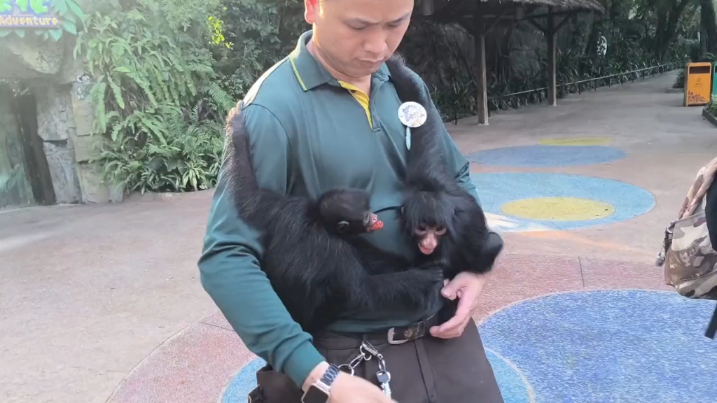下午文奶爸出来遛娃了,两只黑蜘蛛猴小宝宝紧紧抱住