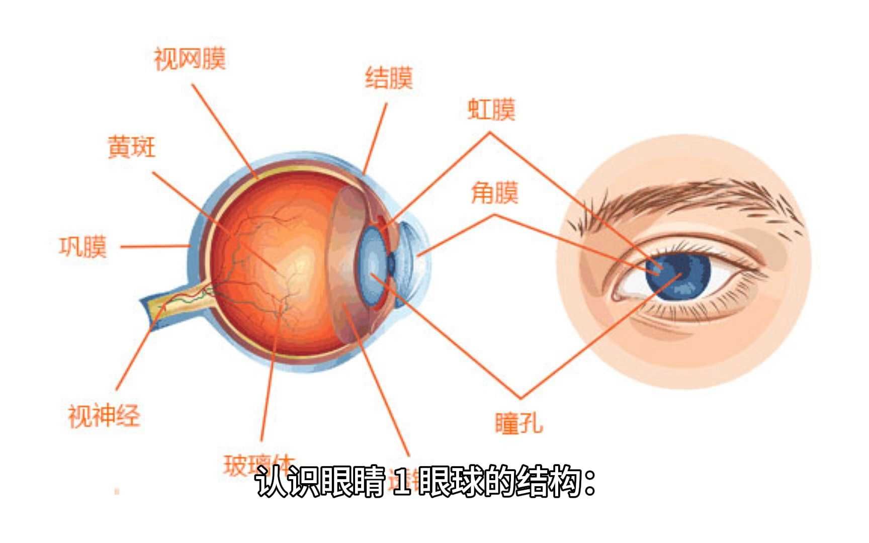 眼睛图片结构图片