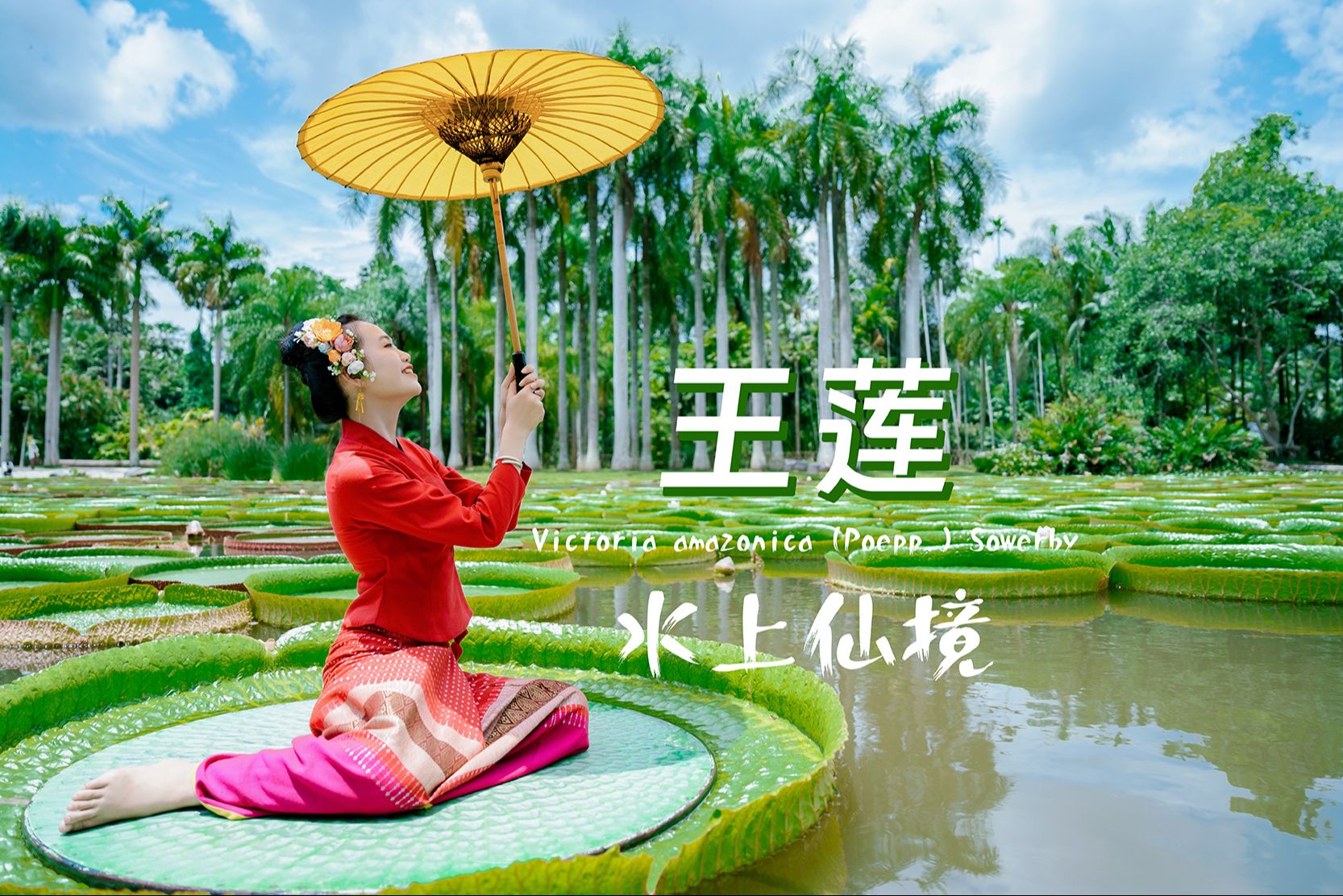 中国科学院西双版纳热带植物园王莲盛放!