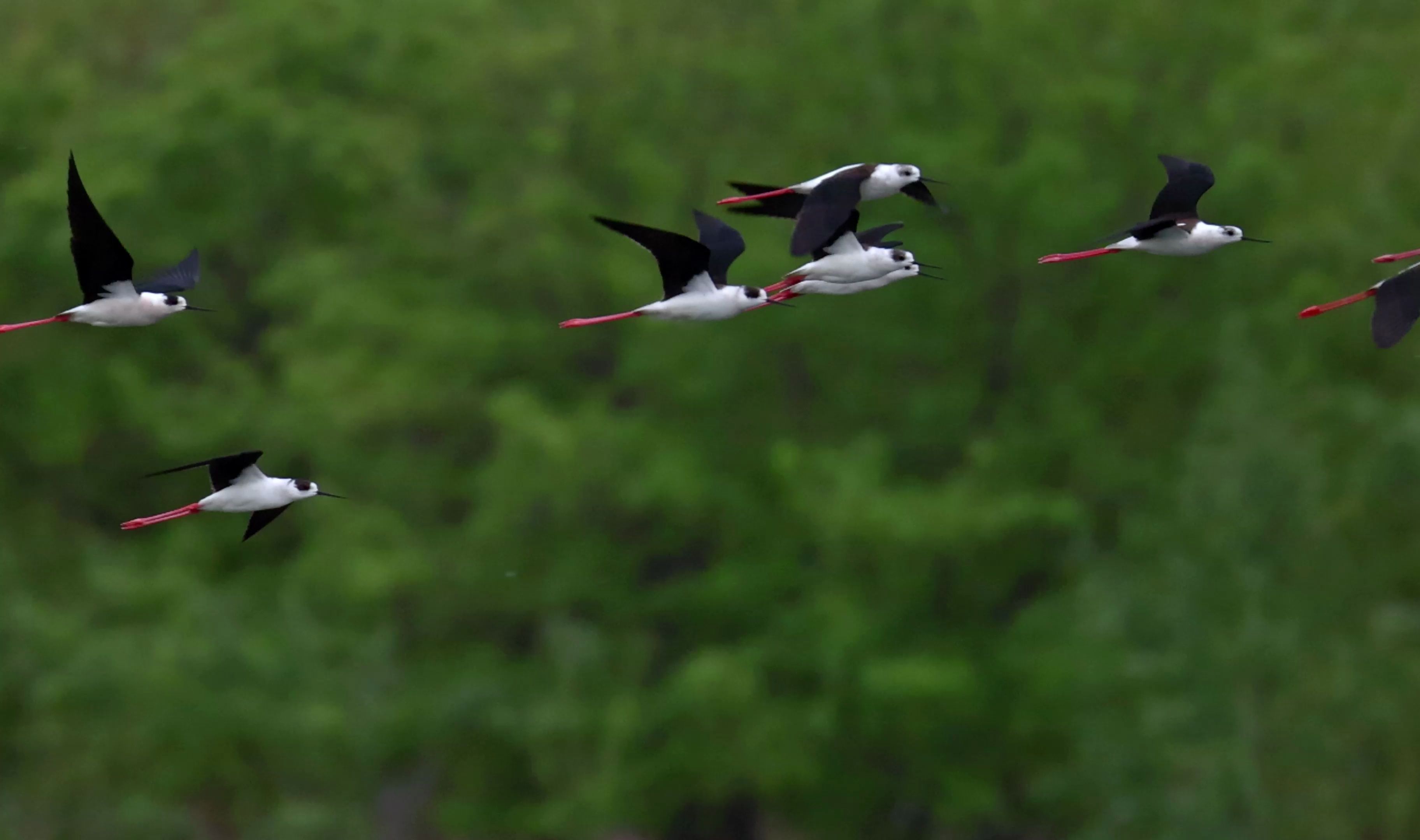 飞舞的黑翅长脚鹬