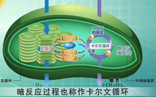 [图]光合作用→【动画】过程