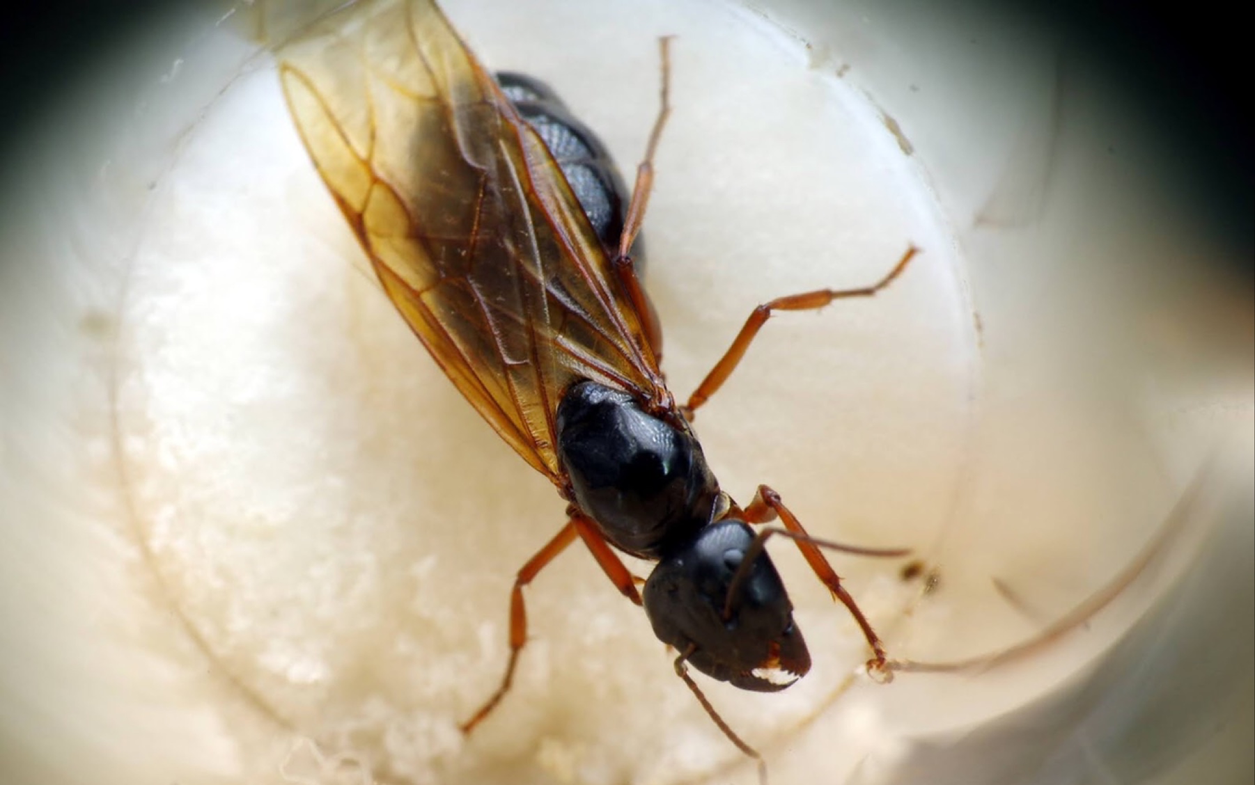 大黑巨山蚁camponotus friedae (taiwan)_哔哩哔哩 (゜-゜)つロ 干杯